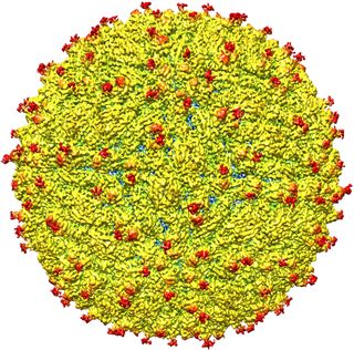 An image of the surface of the Zika virus.