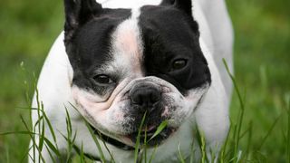 why do dogs eat grass