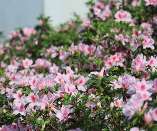 close up of pink rhododendron flowers in a garden