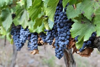 Malbec wine grapes