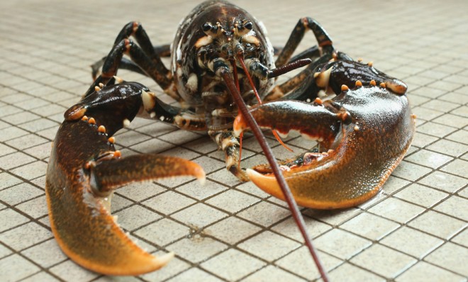 Could lobsters help us live forever?