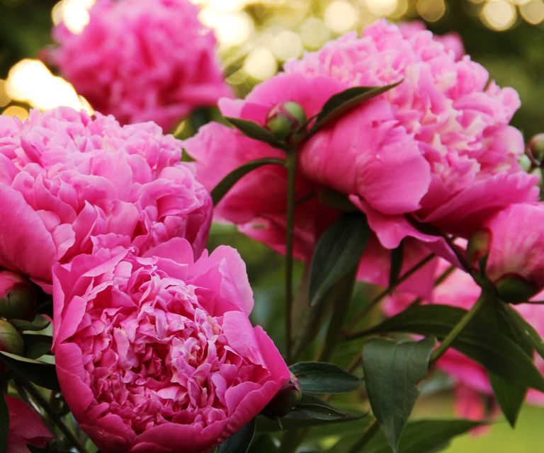 How and when to transplant peonies to ensure happy plants | Homes & Gardens