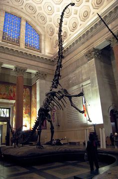 Rearing Barosaurus skeleton.