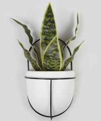 Aloe in Ceramic Wall Pot | £10 at Matalan