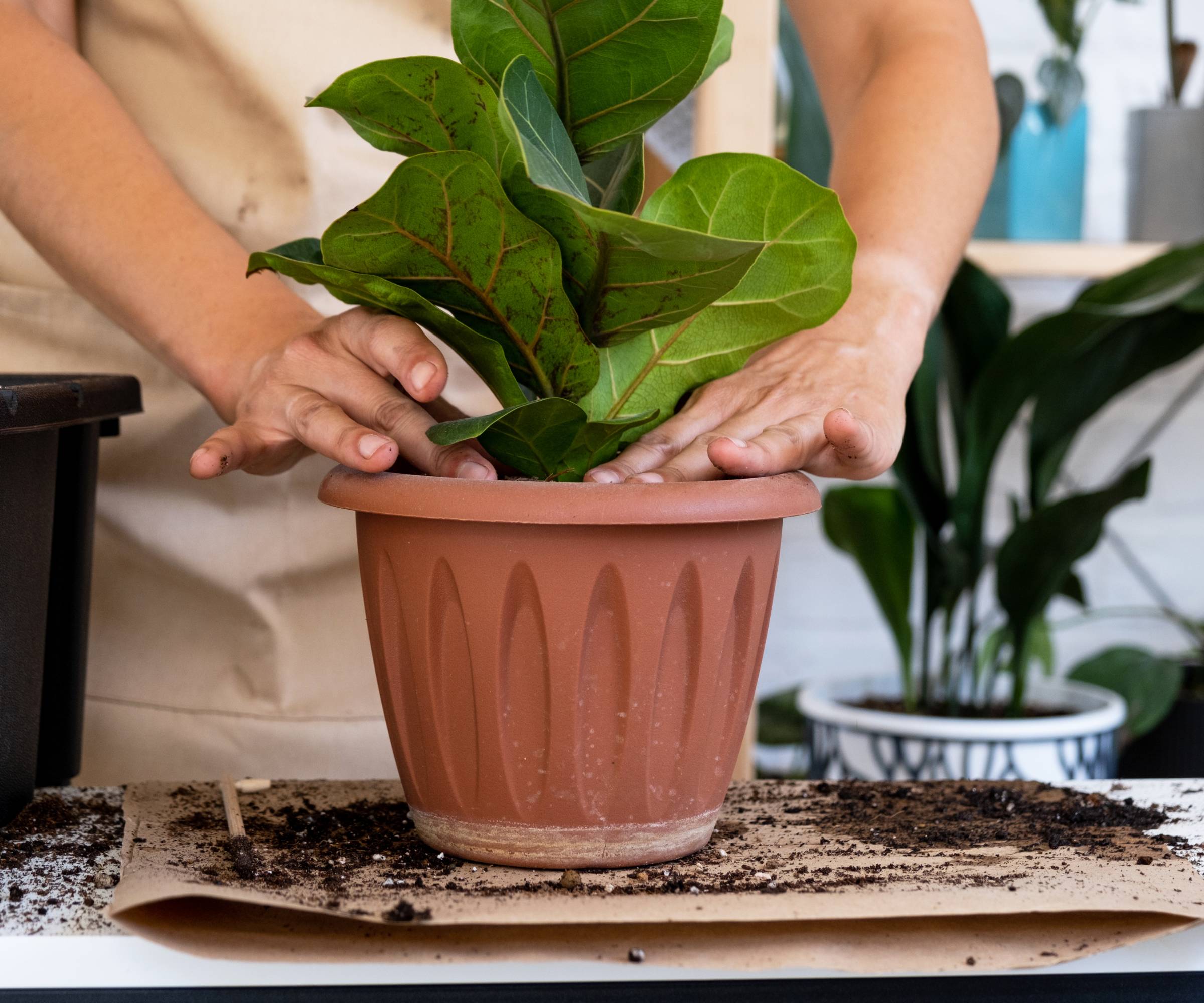 Hands tamping down soil on a repotted fiddle leaf fig