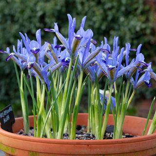 Blue iris flowers growing in pot in garden