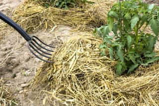 A pitchfork applies hay mulch around a tomato plant