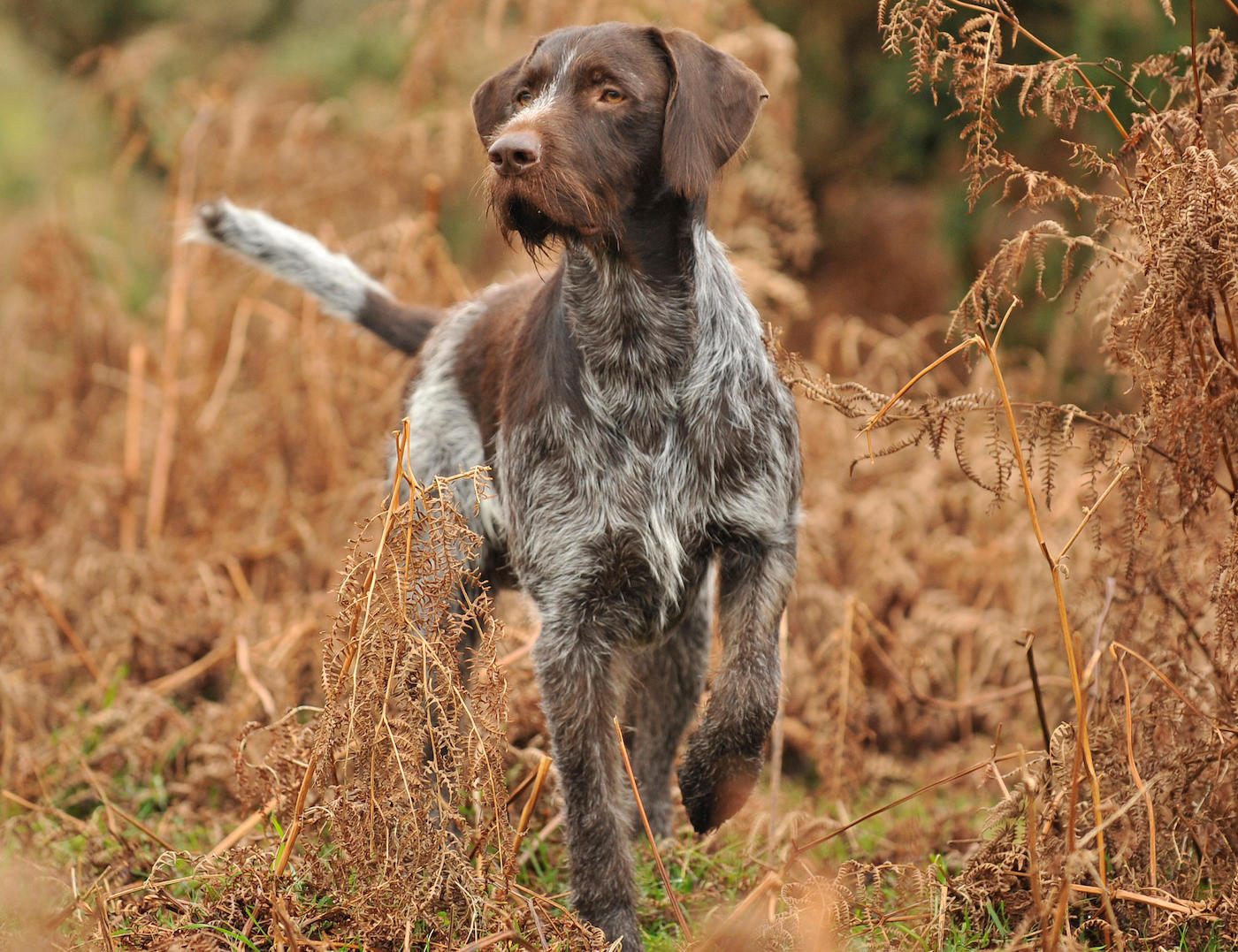 German wirehaired pointer