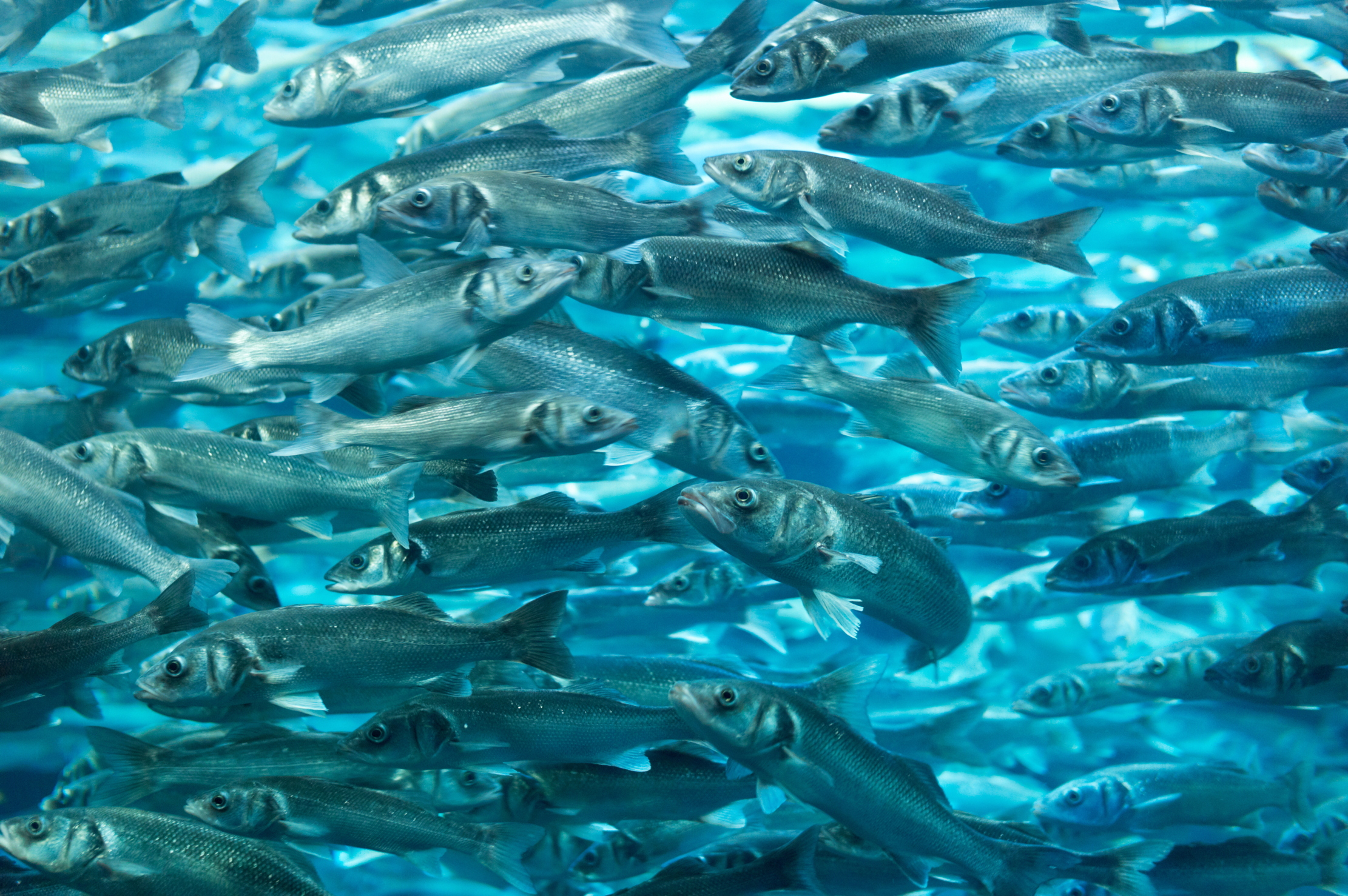 A group of fish in the sea