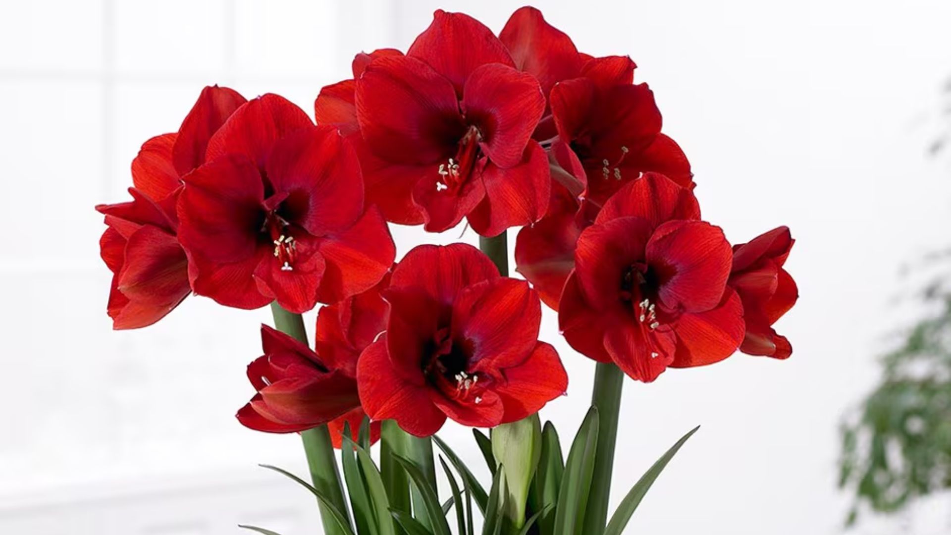 A close-up of red amaryllis flowers