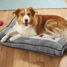 dog with wooden wall and dog bed