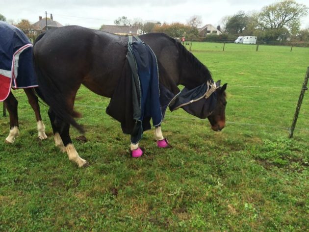 “This is my 20-year-old TBxDutch warmblood Firedancer aka JJ, who decided one day last year that she didn’t fancy being warm and dry.” — Victoria Heaviside