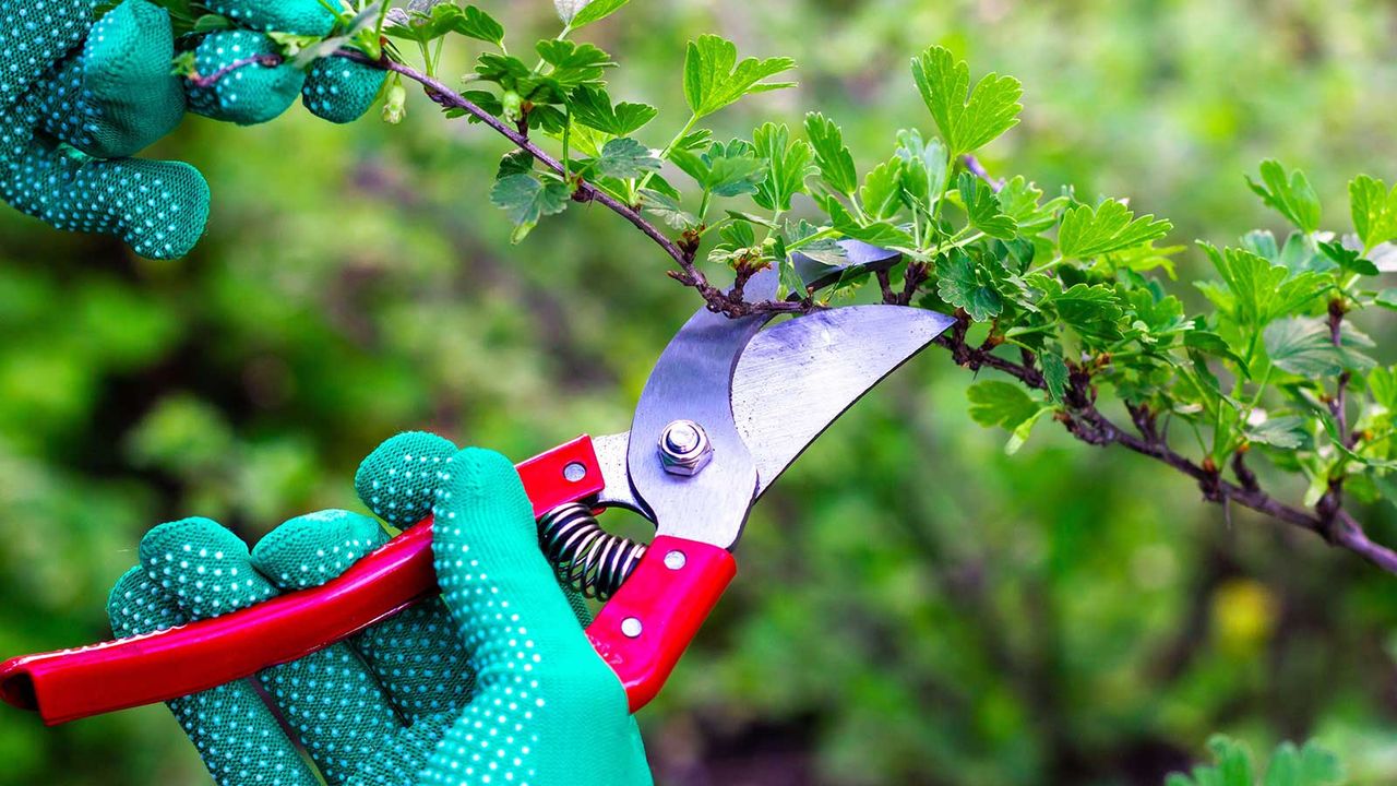 pruning gooseberry bush