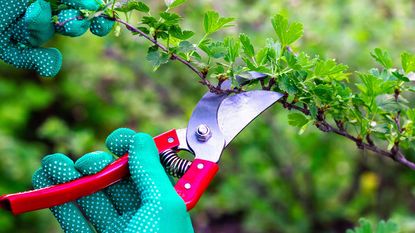 pruning gooseberry bush