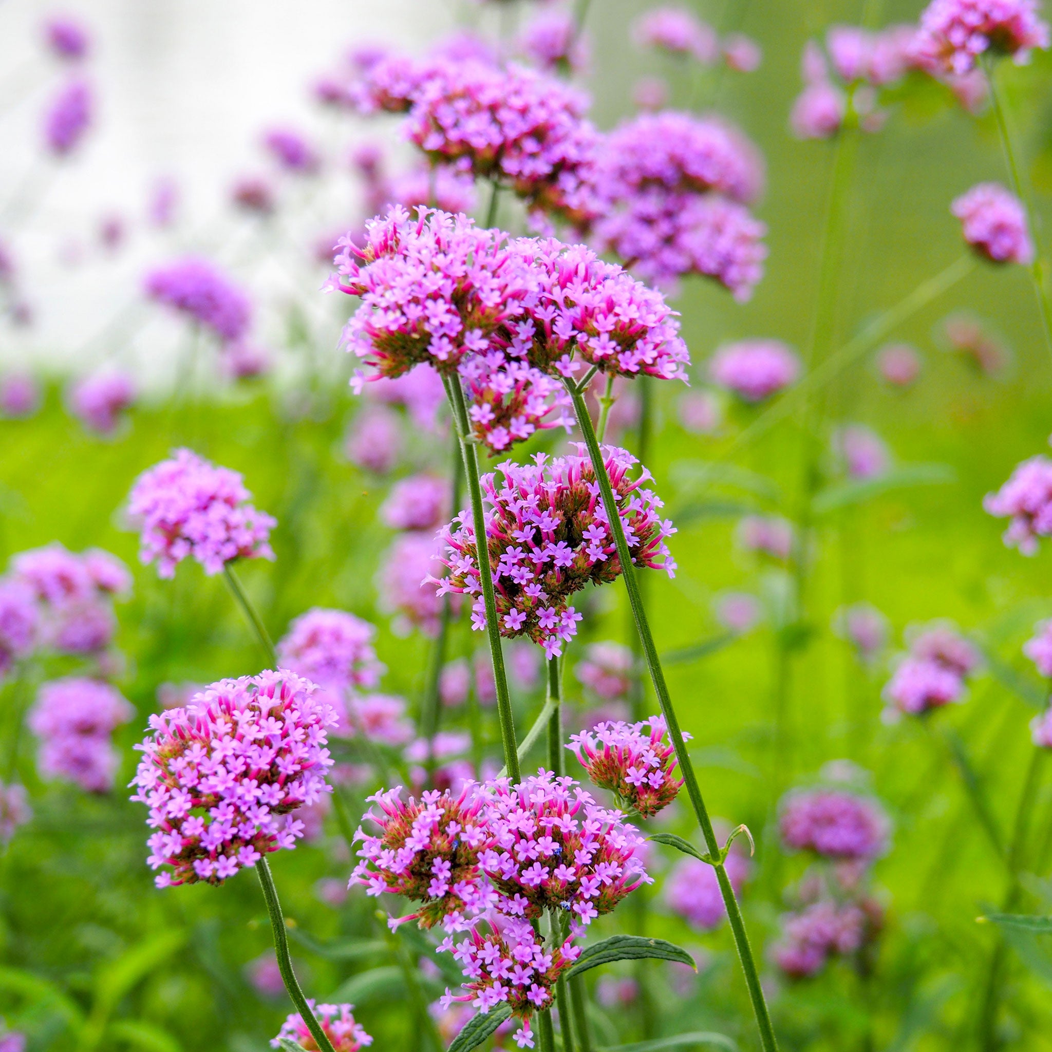 Verbena Seeds - Purpletop