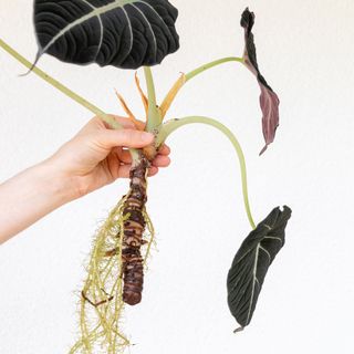 Alocasia Black Velvet held in hand showing leaves and roots