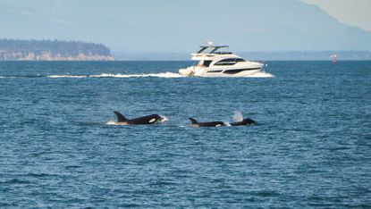 Three orcas are seen in the blue ocean with a large white yacht behind them.