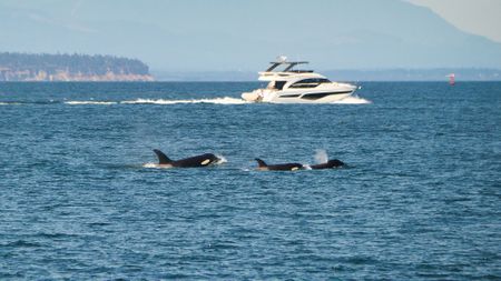 A psychologist explains his theory for why orcas are attacking boats 