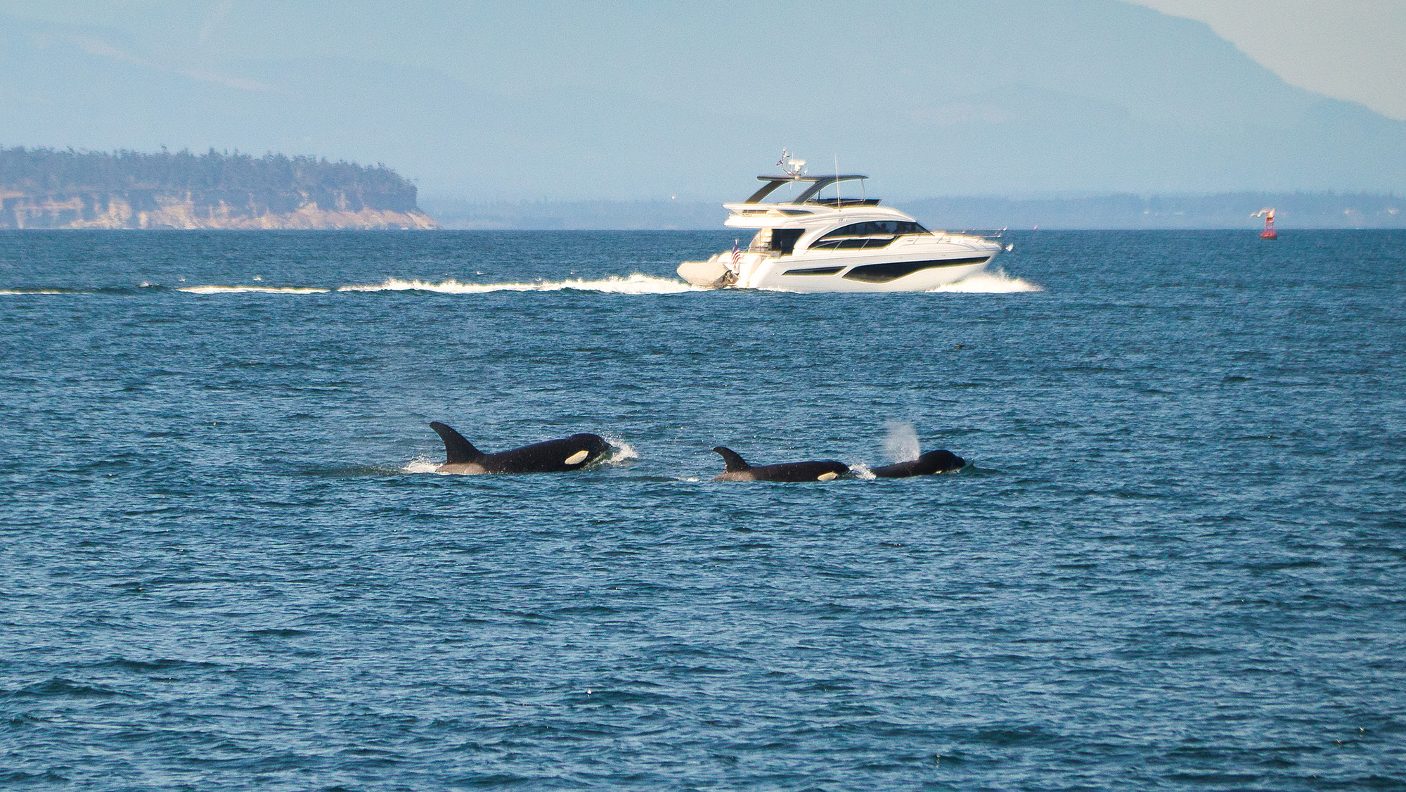Three orcas are seen in the blue ocean with a large white yacht behind them.