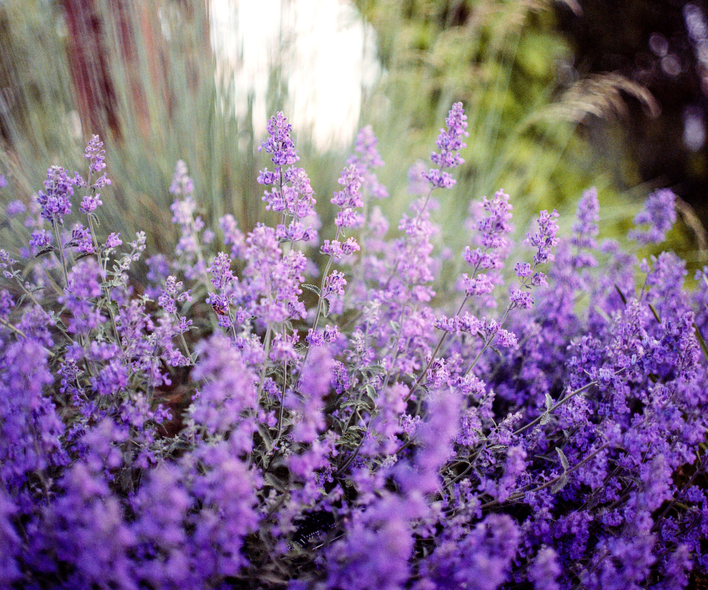 purple drifts of nepeta in full bloom in garden