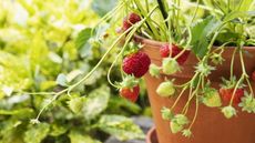 A strawberry plant growing in a terracotta pot with ripe and ripening fruits