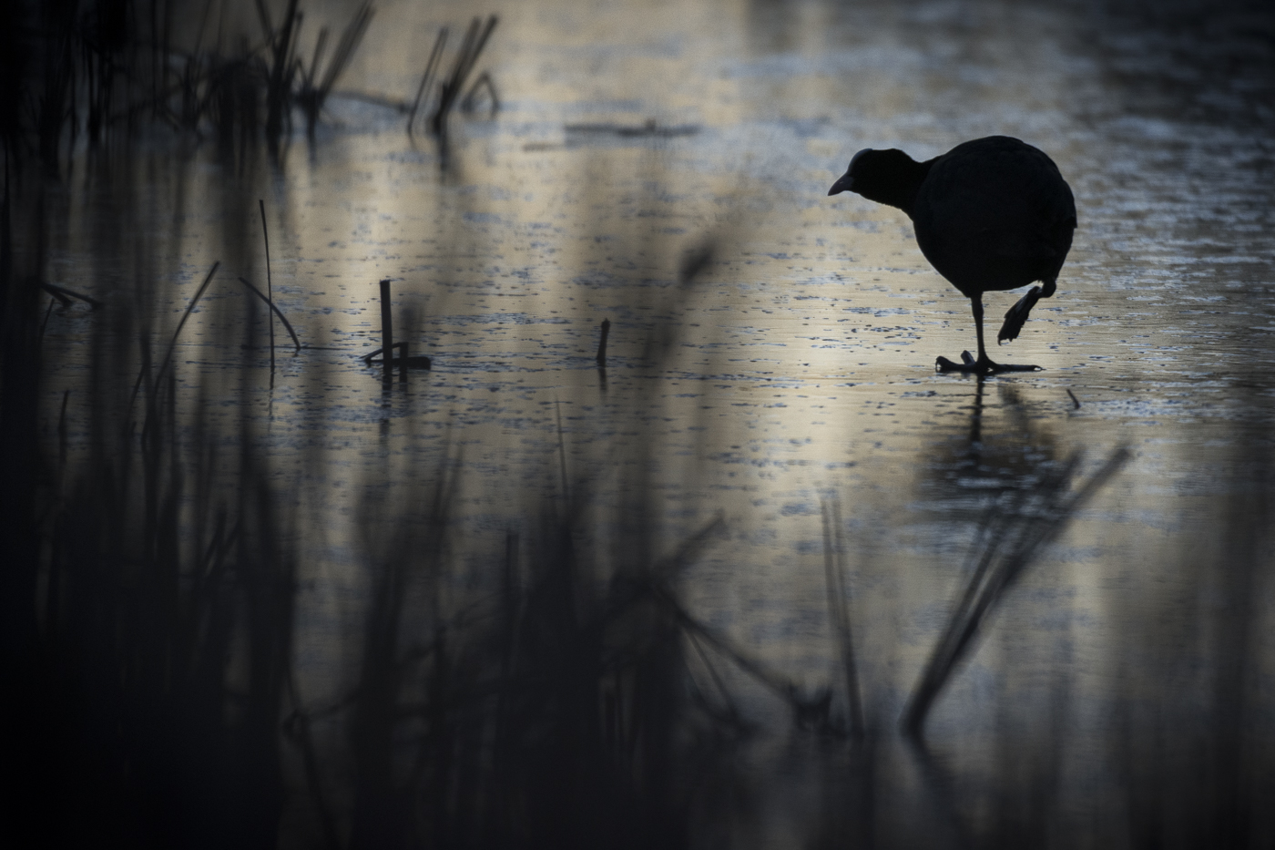 A moorhen silhouetted on ice at dusk, its reflection and surrounding reed stubble catching the last low light.