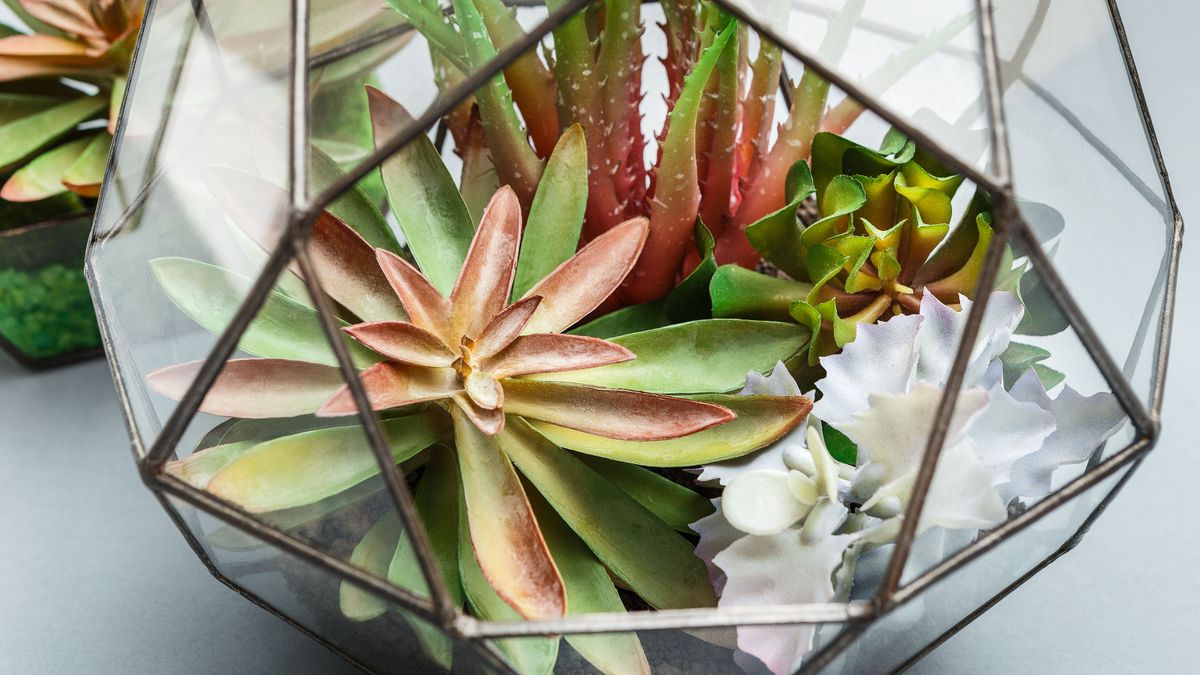 These are the top 5 terrarium care mistakes you need to avoid