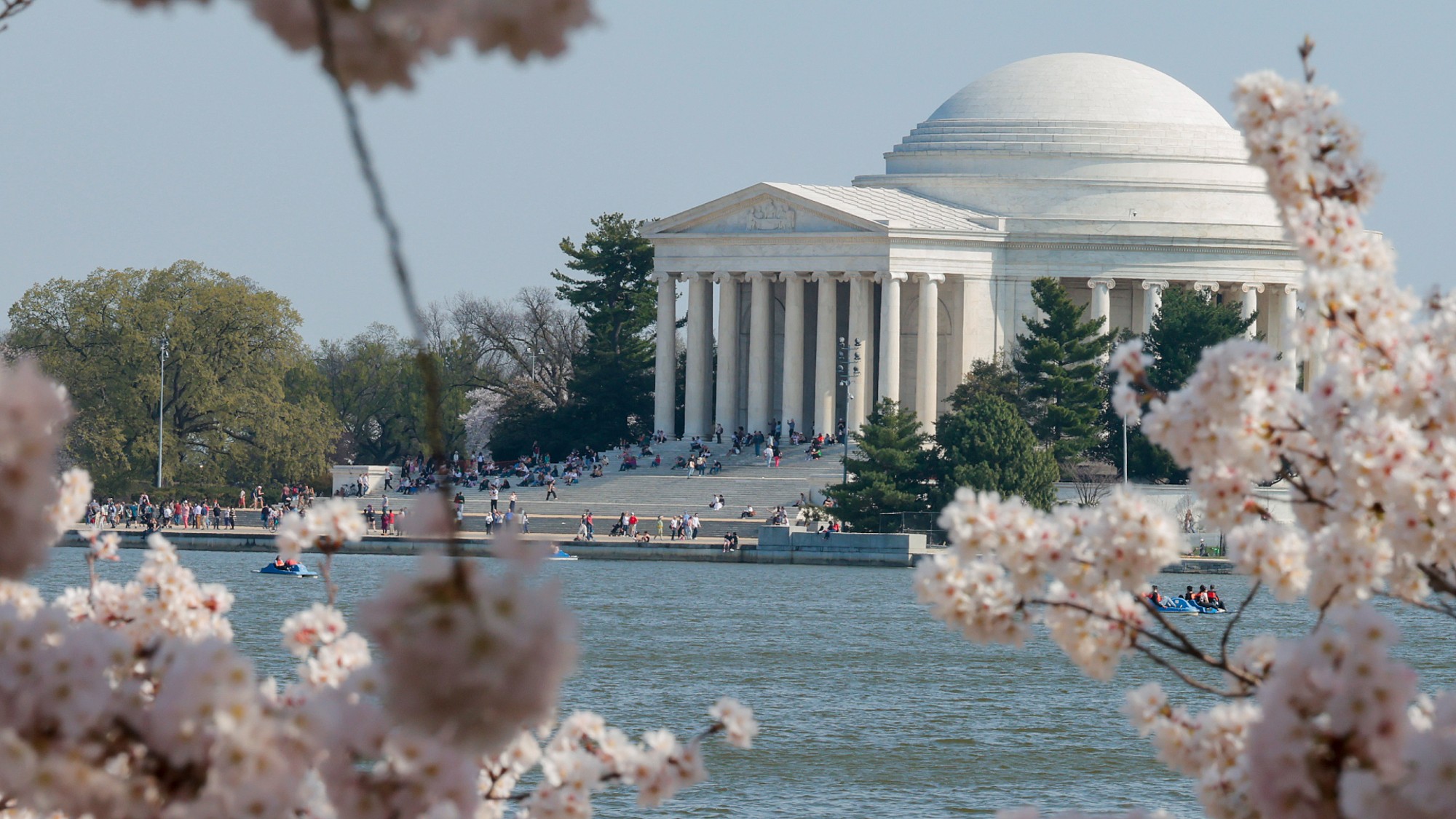 Cherry blossoms bloom near the Jefferson Memorial in Washington, D.C. 