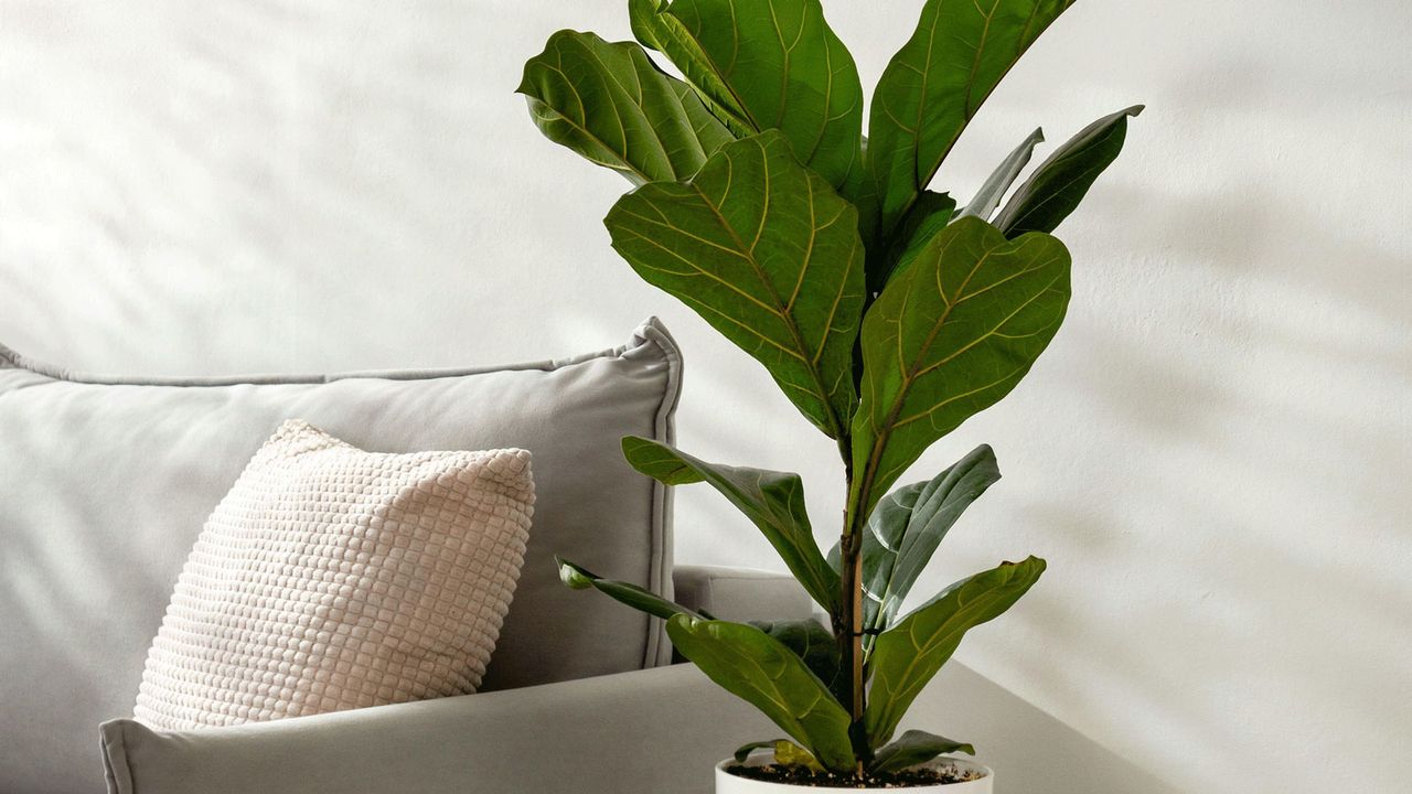 fiddle leaf fig in living room