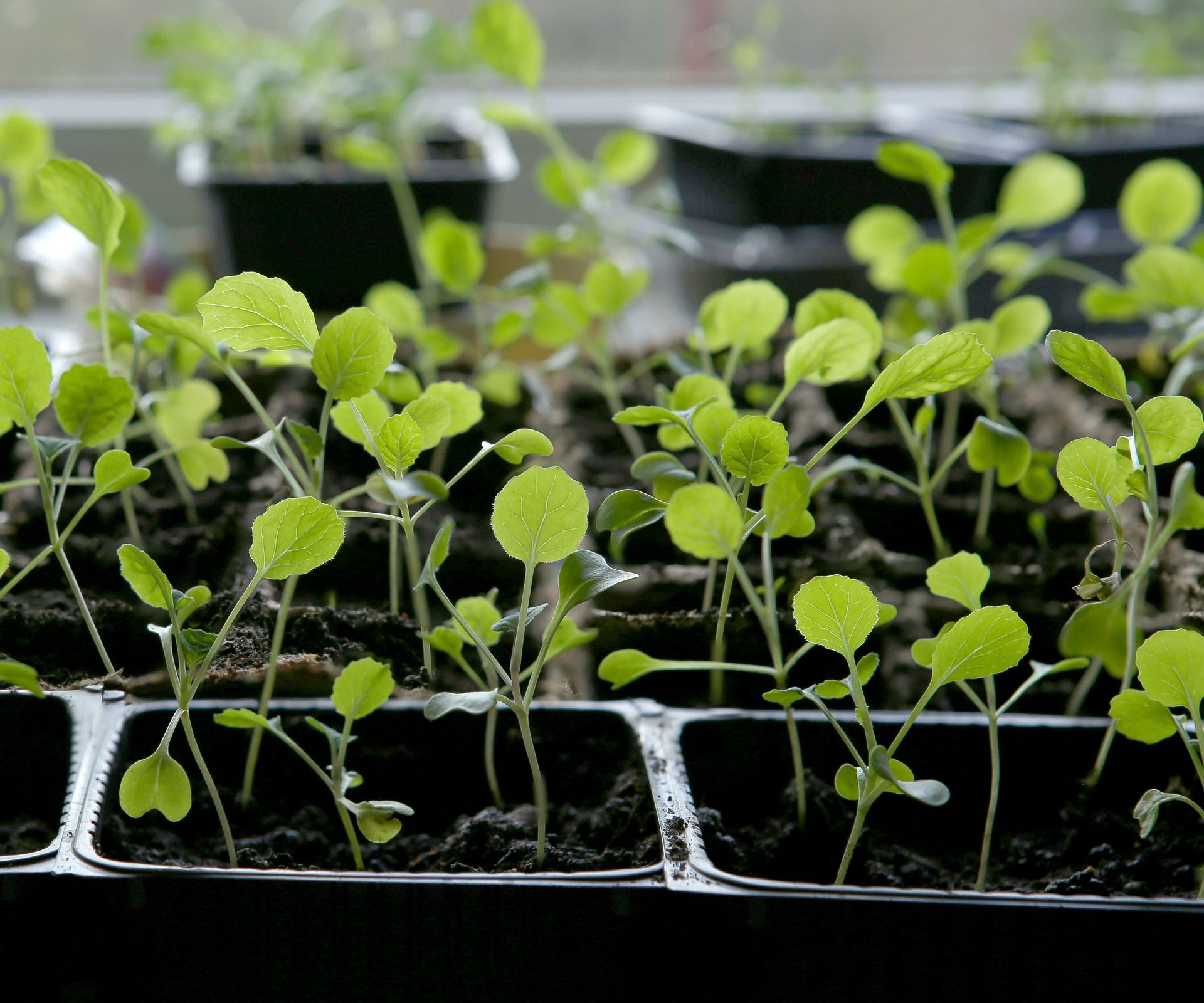 Zone 7 Planting Schedule – What to Plant Each Month | Gardening Know How