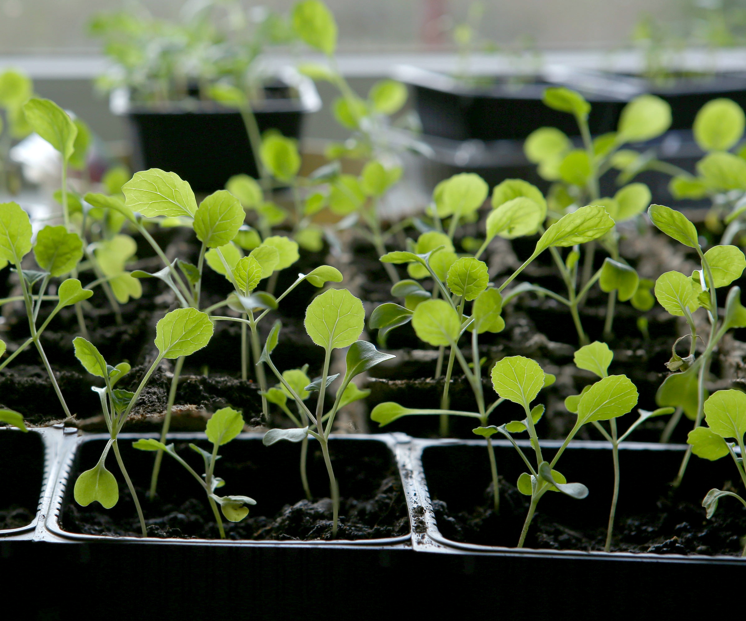 Brussels sprouts seedlings in black seed tray