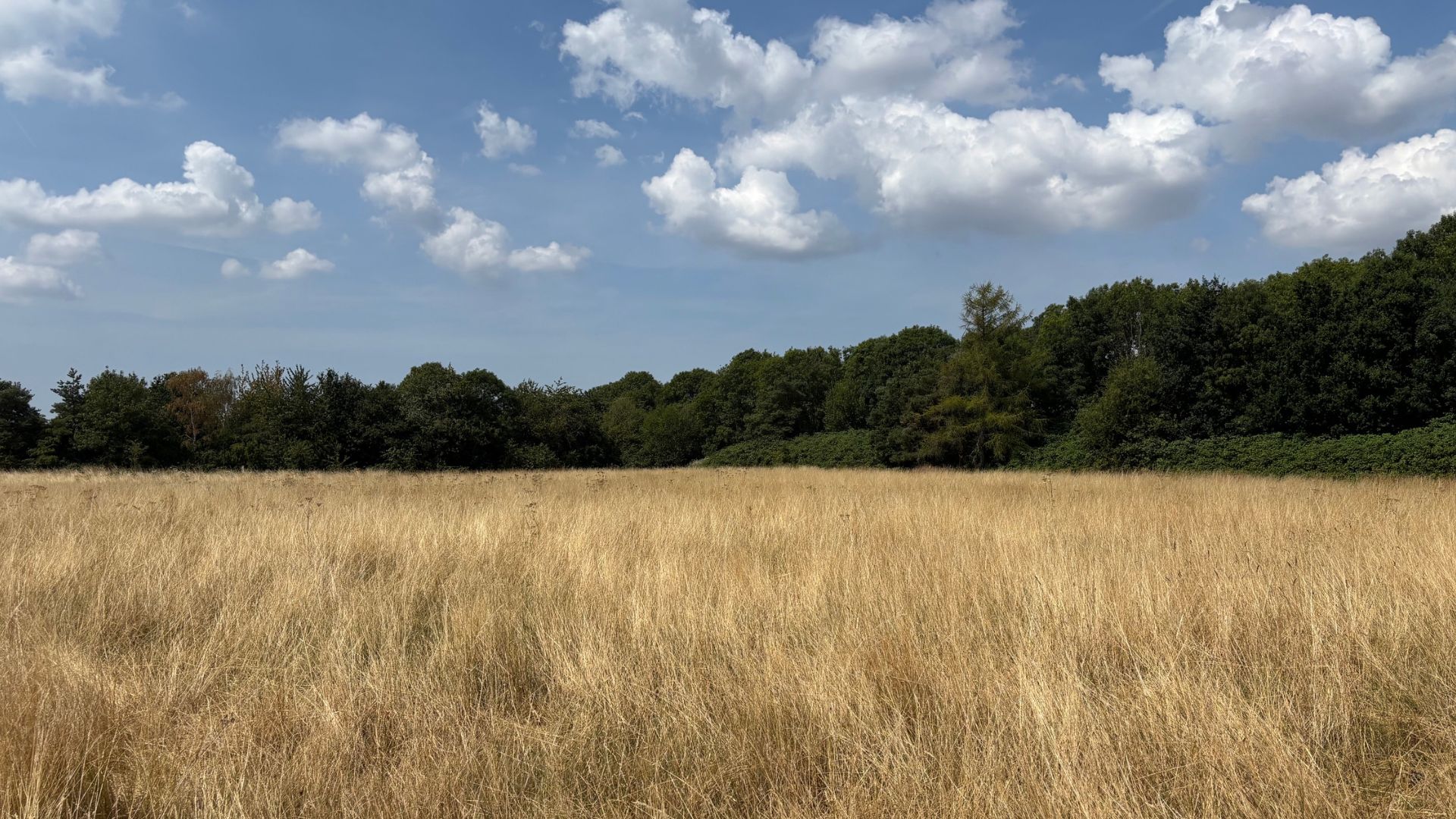 The image shows a field of parched long dried grass, with tall green trees touching the blue sky in the distance