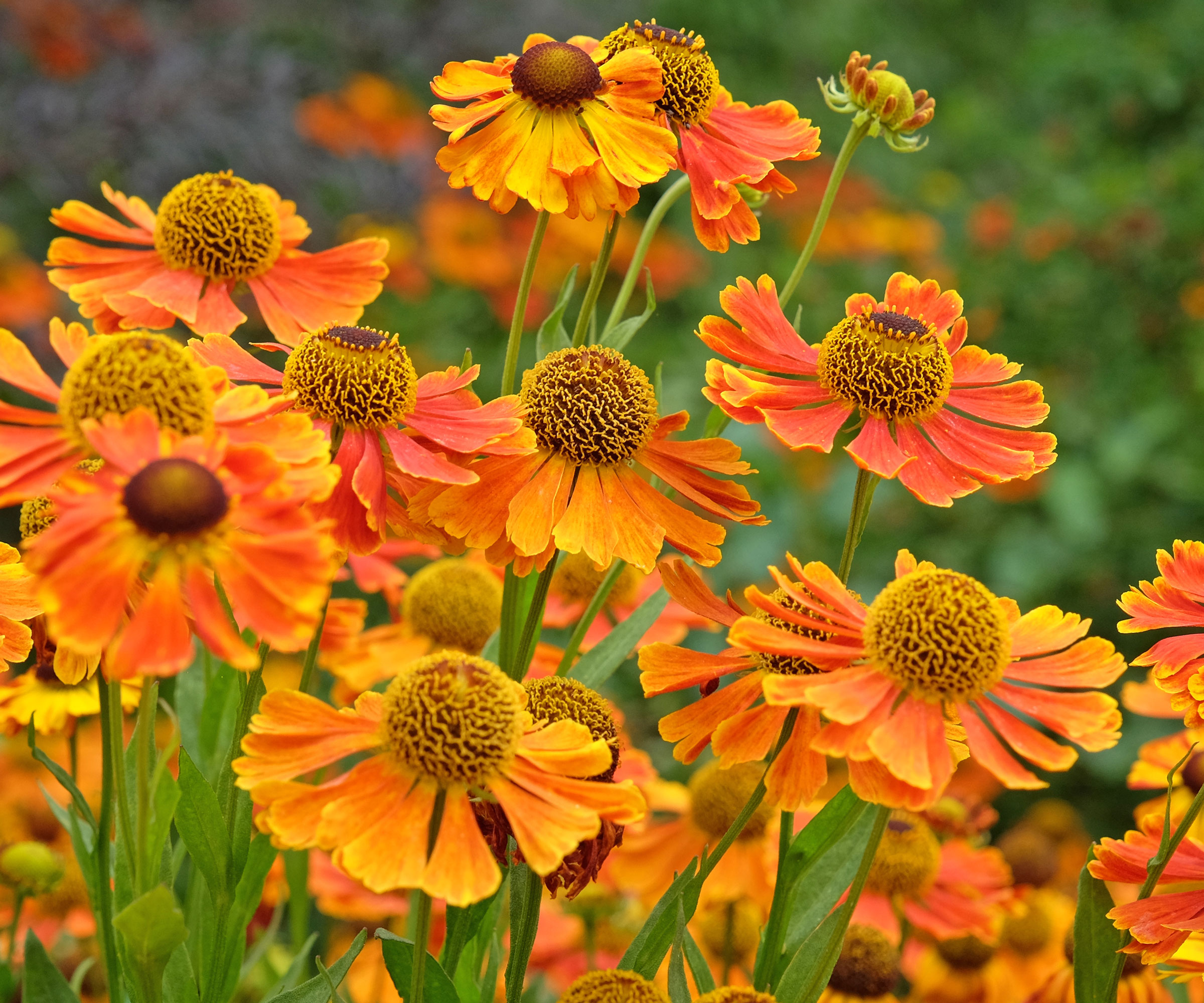 heleniums growing in garden with bright orange flowers