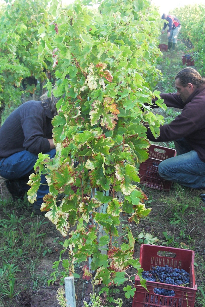 Bordeaux 2011 picture of grape harvest