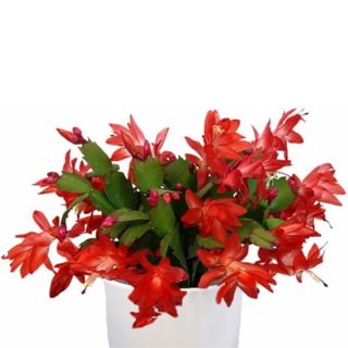 Orange Christmas Cactus Live Plant