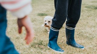 Nervous dog hiding behind boys legs