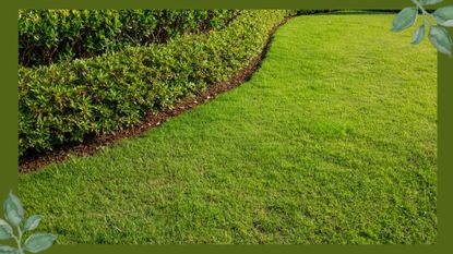 picture of a grass lawn with a hedge border in a garden to support a guide on how to make grass greener