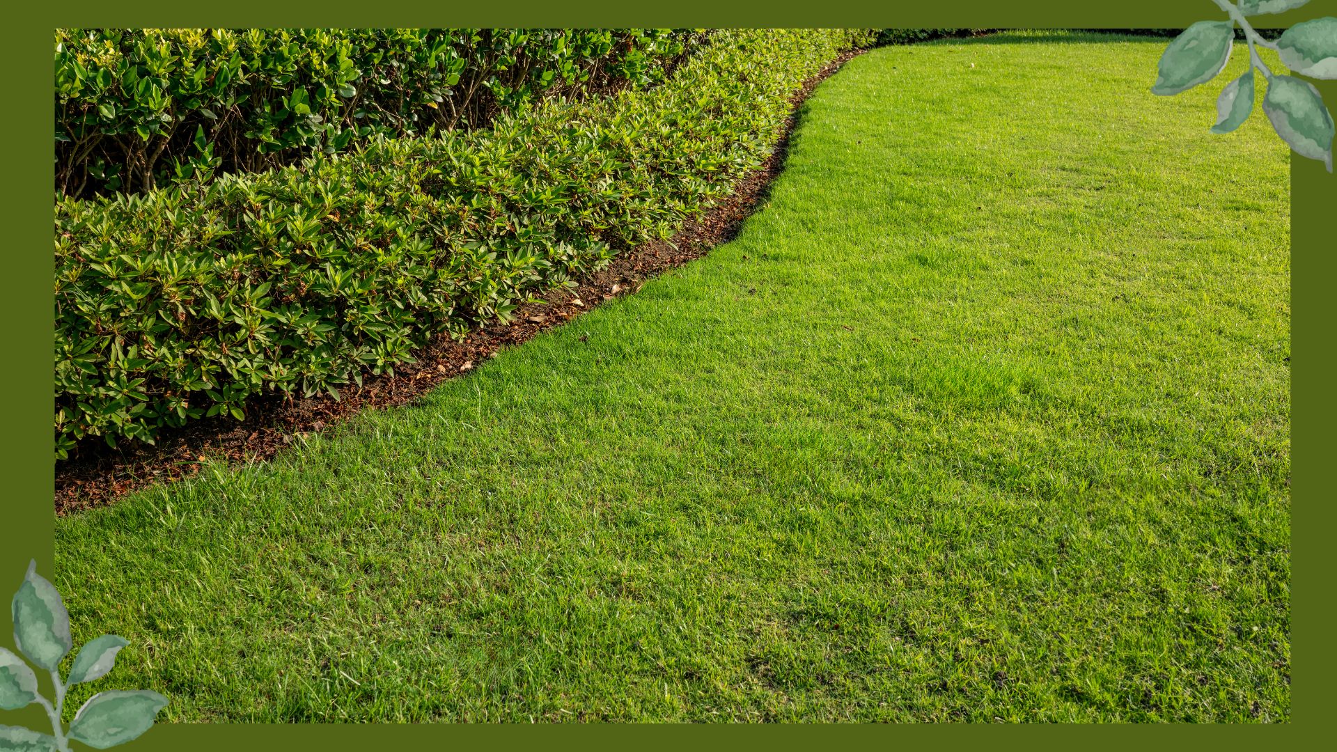 picture of a grass lawn with a hedge border in a garden to support a guide on how to make grass greener