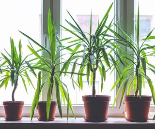 Four dracanea marginata indoor plants in flowerpots on window sill