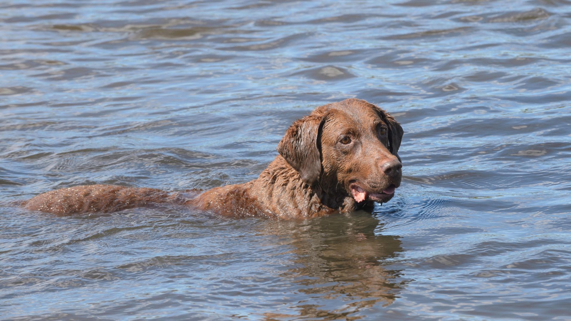 Chesapeake Bay Retriever swimming