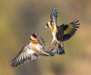 A pair of European goldfinches in flight