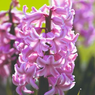 Closeup of pink hyacinth flowers in garden