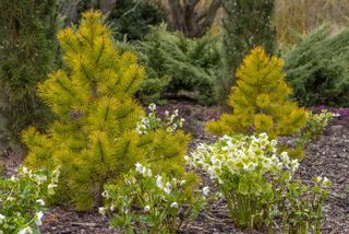 A spring garden planting with white hellebore flowers and Pinus contorta 'Chief Joseph'