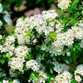 3 Hawthorn Hedging Plants 20-30cm