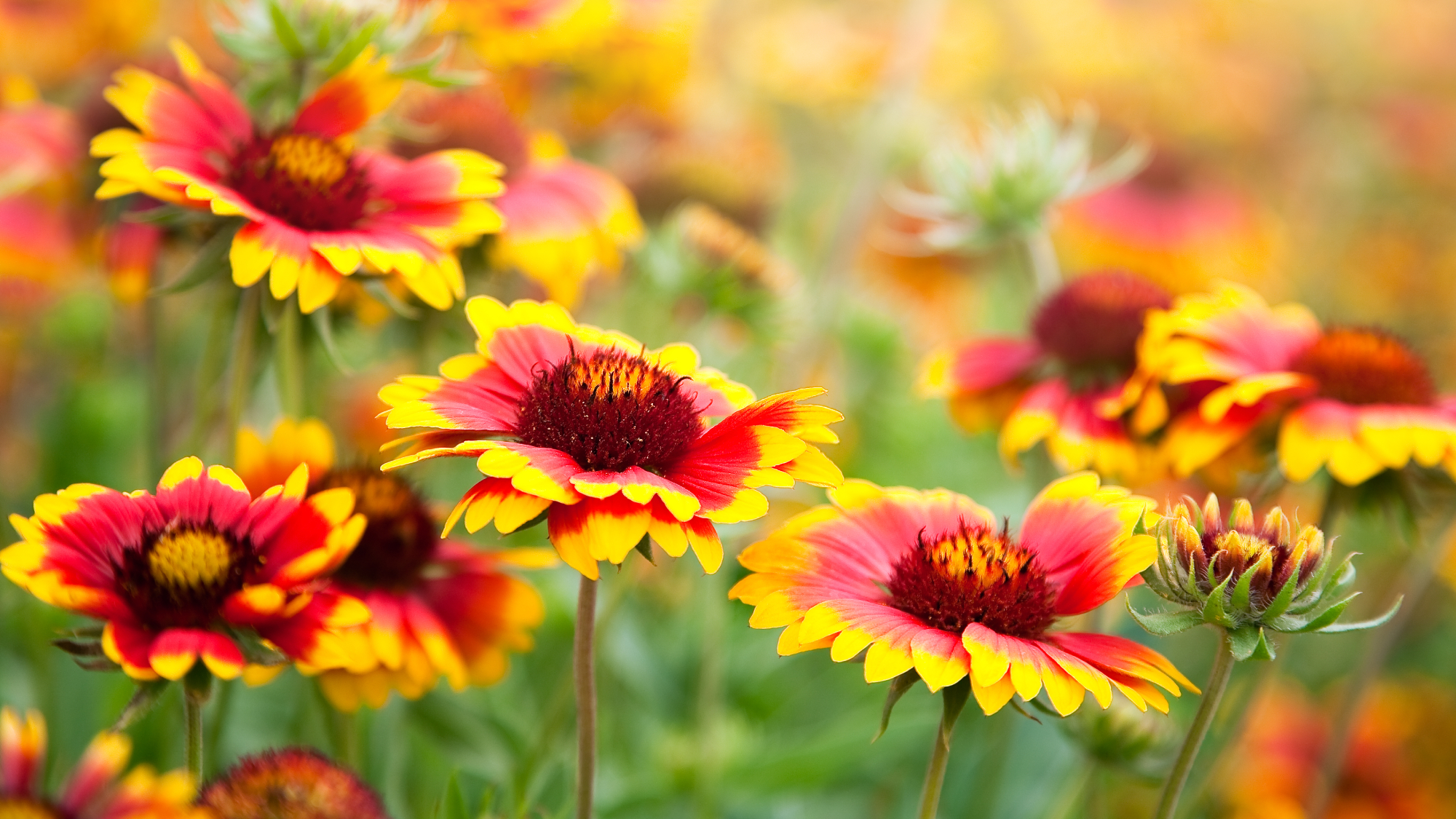  blanket flowers