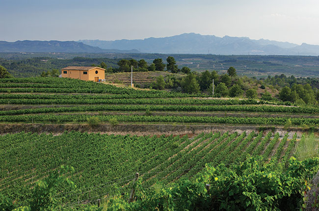 Clos Galena vineyard