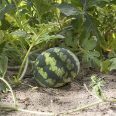 Small Watermelon Growing From The Vine