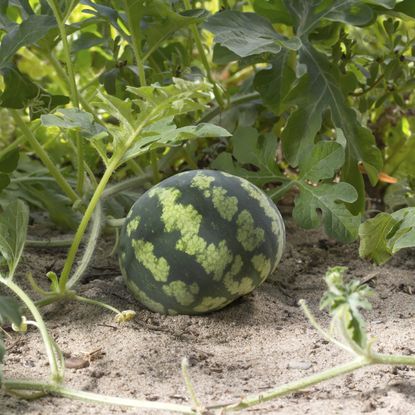Small Watermelon Growing From The Vine