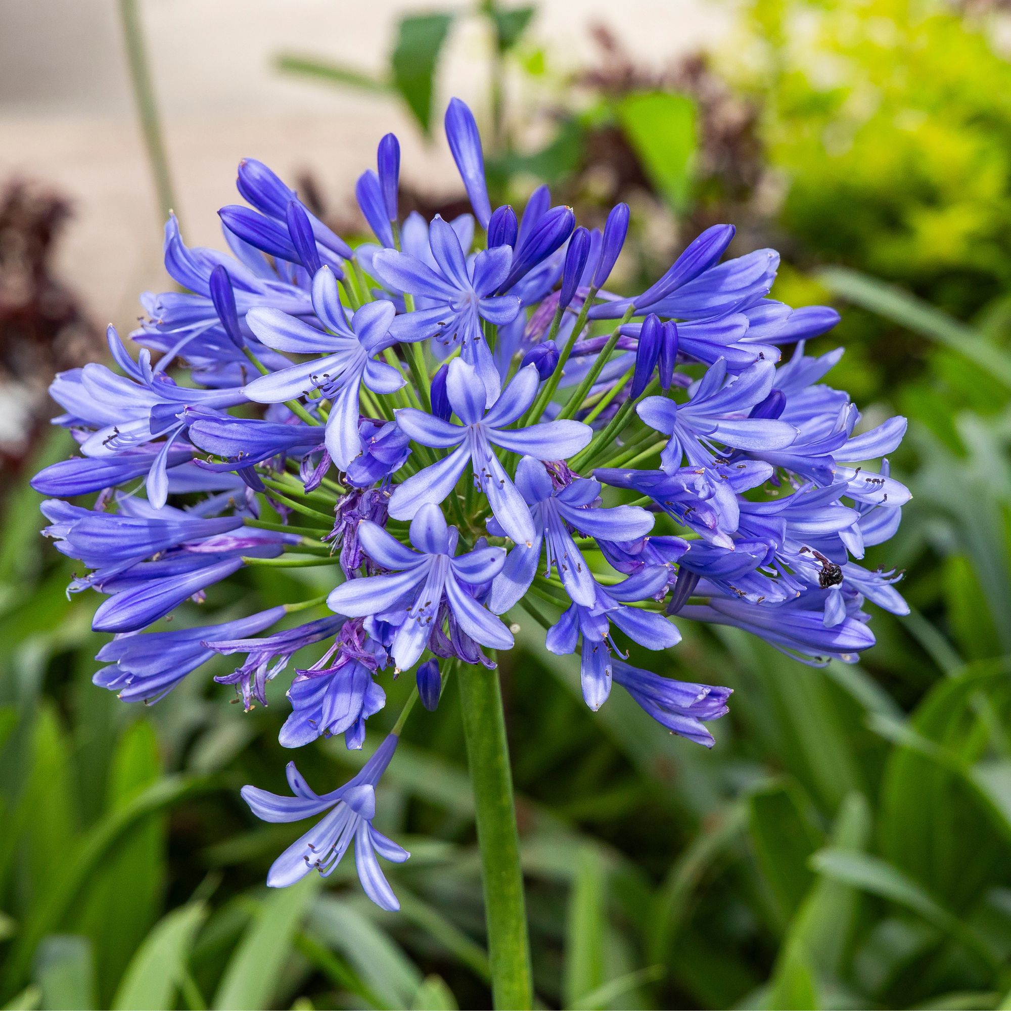 Agapanthus flower