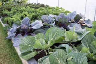 no dig gardening lettuces in raised beds